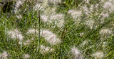 Seed Clouds