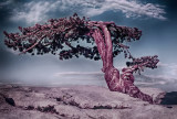Yosemite's Historic Jeffrey Pine, 1974