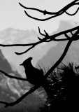 Stellar Jay, Yosemite, 1975.jpg
