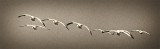 The Morning Arrivals