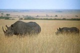 Rhinos - Nairobi National Park, 1981