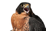 Peregrine Falcon  Hybrid