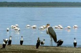 Lake Nakuru, Kenya, 1982