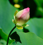 Lotus Blossom Pod