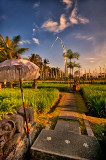 Morning in the Rice Fields