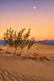 Dunes by Evening Light #2