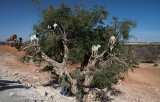 Tree Climbing Goats