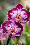Orchid 039