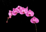 Orchid 008