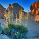 Joshua Tree Evening