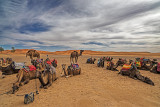 Camels on the Sahara