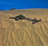 Dune Detail