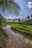Irrigation Canal for Rice Fields