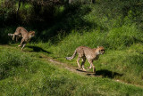 Cheetahs on the Run