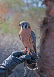 American Kestrel Falcon