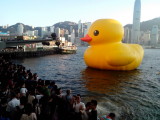 Duck 2.jpg