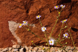 Wildflower