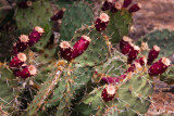 Prickly Pear Cactus