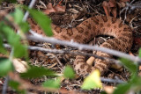 Rattlesnake