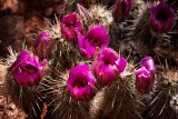 40D_09254_LR