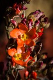 40D_09262_LR