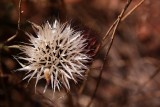 40D_09301_LR