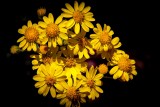 40D_09311_LR
