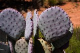 40D_09342_LR