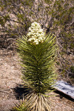 Juvenile Joshua Tree in Bloom