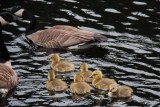 Geese & Goslings