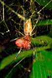 Golden orb Spider - Sarapiqui - Costa Rica - ADS_4700.jpg