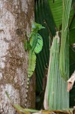Green Basislisk - Basiliscus plumifrons - Tortuguera - Costa Rica - ADS_3895.jpg