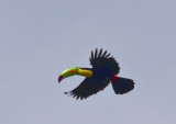 Keel-billed Toucan - Ramphastos sulfuratus - Monte Verde - Costa Rica - ADS_5649.jpg