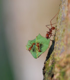 Leafcutter Ant - Atta cephalotes - Tortuguera - Costa Rica - DSC_8377.jpg