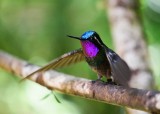 Purple-throated Mountain Gem - Lampornis calolaema - Monte Verde - Costa Rica - ADS_5425.jpg
