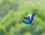 Lilac-breasted Roller