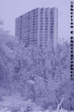 IMGP3062 copy.jpg