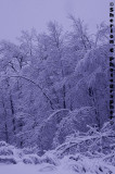 IMGP3063 copy.jpg