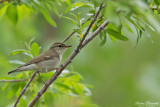 Kamtjatkanordsångare / Kamchatka Leaf Warbler