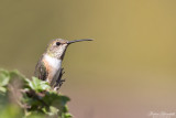 Kolibrier / Hummingbirds