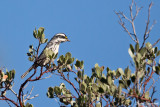 Svartstrimmig skogssångare / Black-throated Grey Warbler