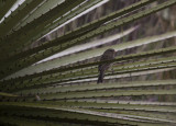 Plain-colored Seedeater (Catamenia inornata)_8907.jpg