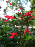 Tropical Sage (Salvia coccinea)_1105.jpg