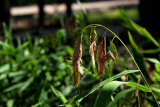 Rescuegrass (Bromus catharticus) - INVASIVE_5194.jpg