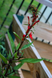 Cardinal Flower (Lobelia cardinalis)_5214.jpg