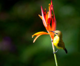 Olive back sunbird, Ubud
