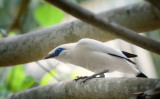 Bali Myna in the wild, Nusa Penida 