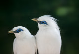 Bali Myna, soft release aviary Nusa Penida island