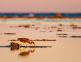 Heron on Reef, Lady Elliot Island