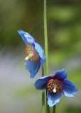 14 two blue poppies